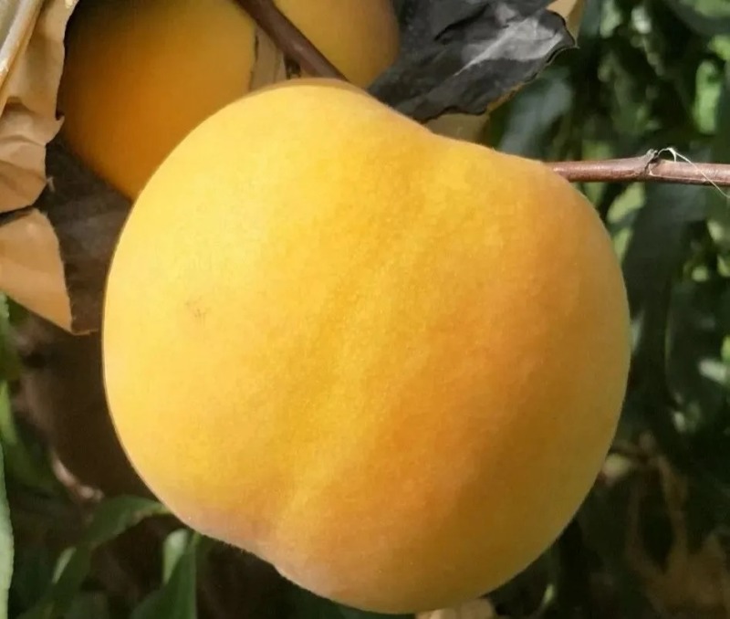 黄金蜜0桃，自己家苗圃基地培育的品种桃树苗。