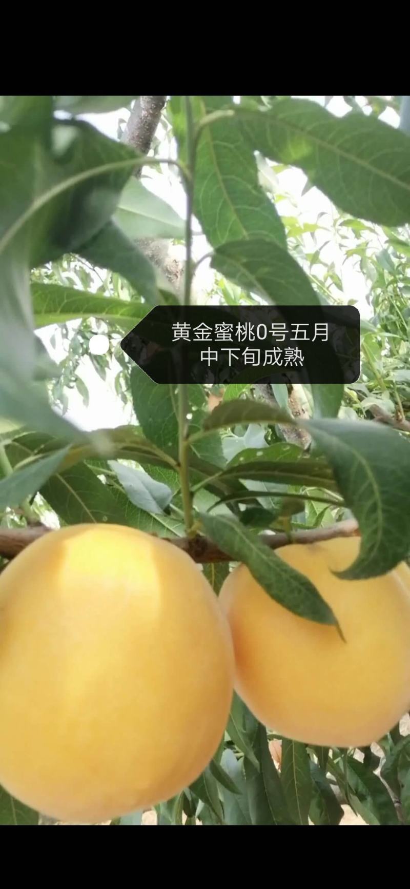 黄金蜜0桃，自己家苗圃基地培育的品种桃树苗。