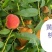 黄金蜜0桃，自己家苗圃基地培育的品种桃树苗。