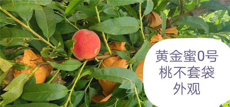黄金蜜0桃，自己家苗圃基地培育的品种桃树苗。