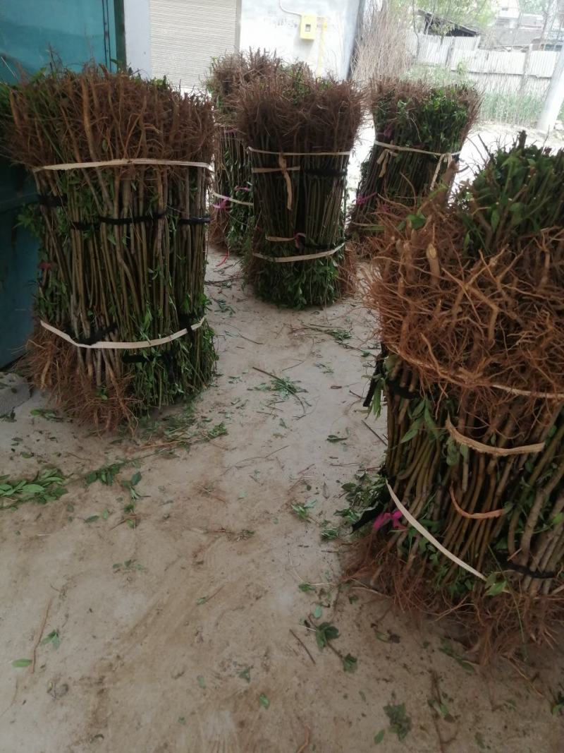 黄金蜜0桃，自己家苗圃基地培育的品种桃树苗。