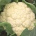 白花菜大量精品大棚青梗花菜大小重量批发