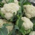 白花菜大量精品大棚青梗花菜大小重量批发
