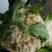 白花菜大量精品大棚青梗花菜大小重量批发