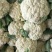 白花菜大量精品大棚青梗花菜大小重量批发