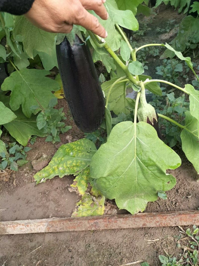 黄心白菜，青杂白菜，牛心包菜，茄子有袋子装，散装。