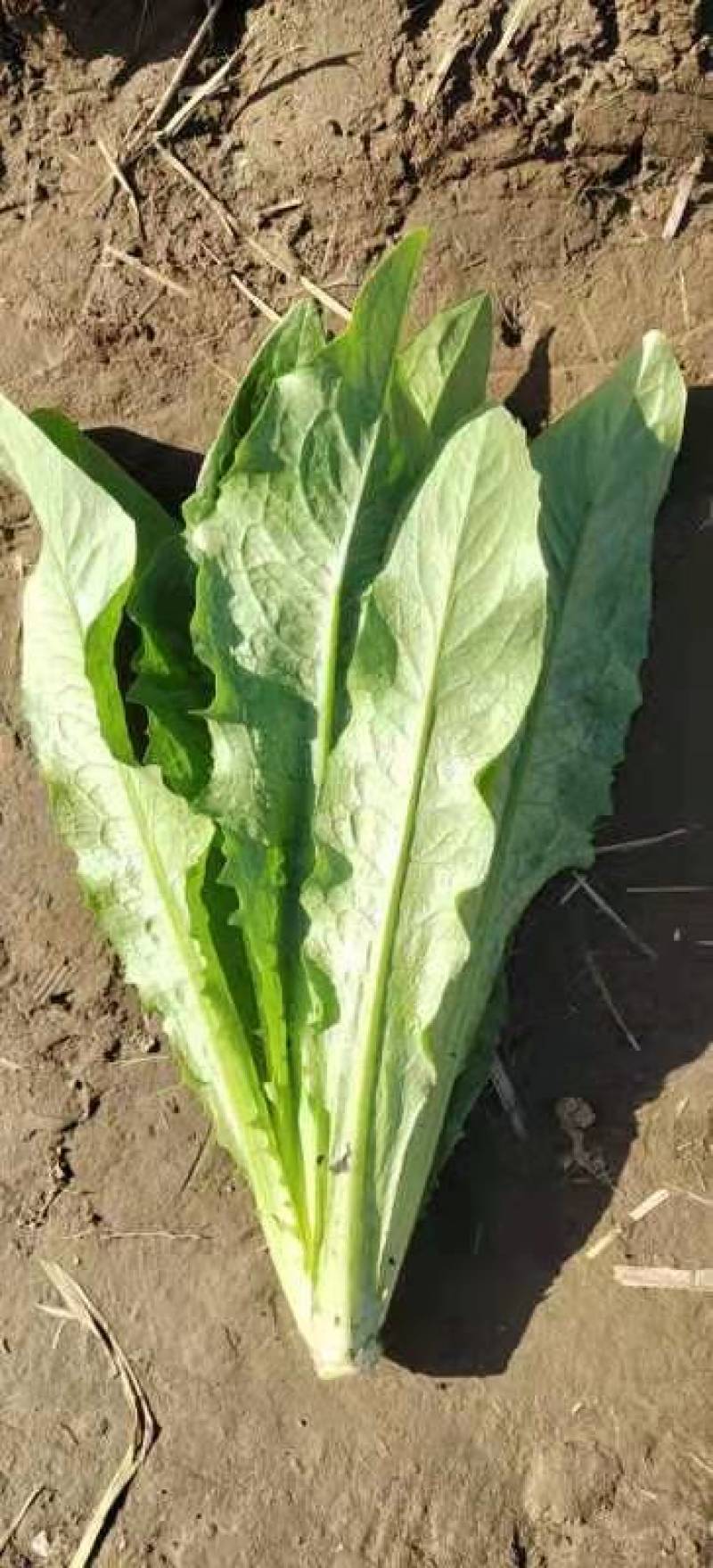 油麦菜，基地发货，量大从优，接受预定。电话联系
