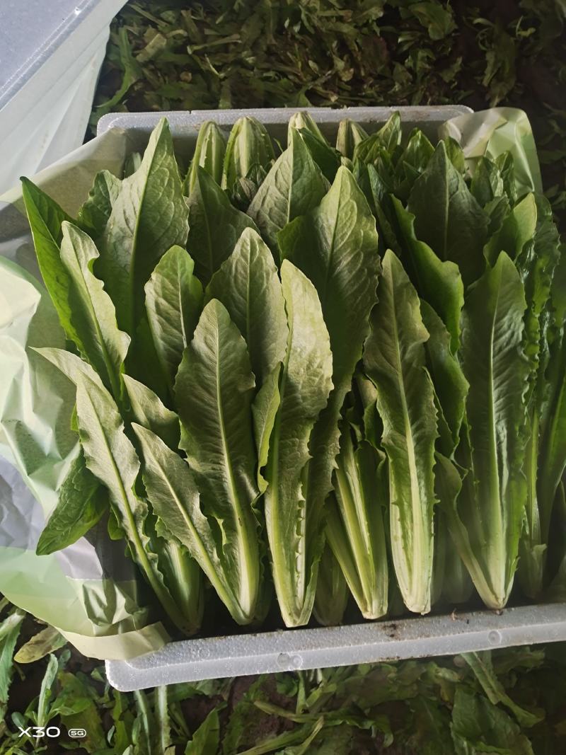 油麦菜，基地发货，量大从优，接受预定。电话联系
