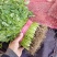 油麦菜，基地发货，量大从优，接受预定。电话联系