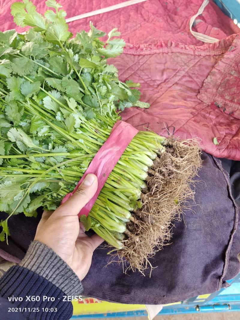 油麦菜，基地发货，量大从优，接受预定。电话联系