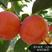 阳丰甜柿苗，自己家苗圃基地培育的品种柿子树苗