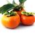 阳丰甜柿苗，自己家苗圃基地培育的品种柿子树苗