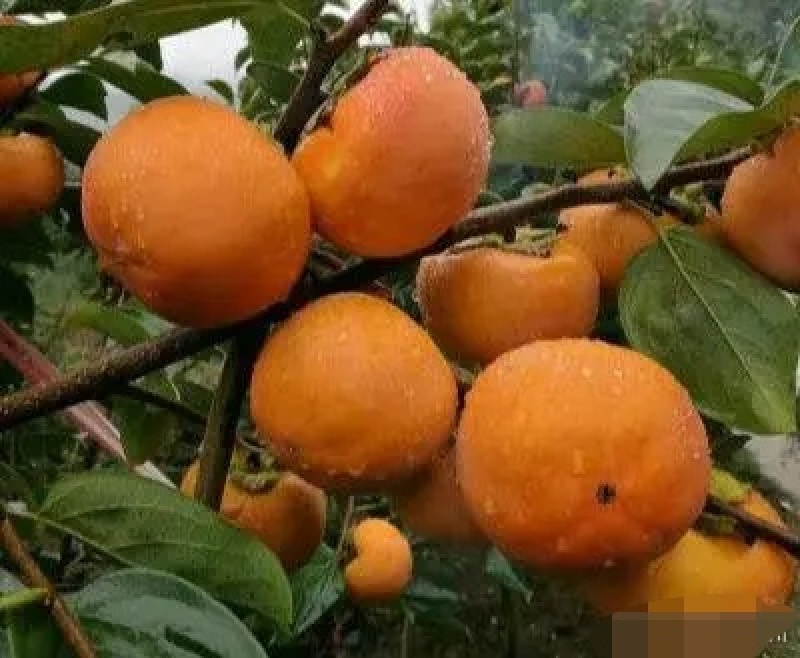 阳丰甜柿苗，自己家苗圃基地培育的品种柿子树苗