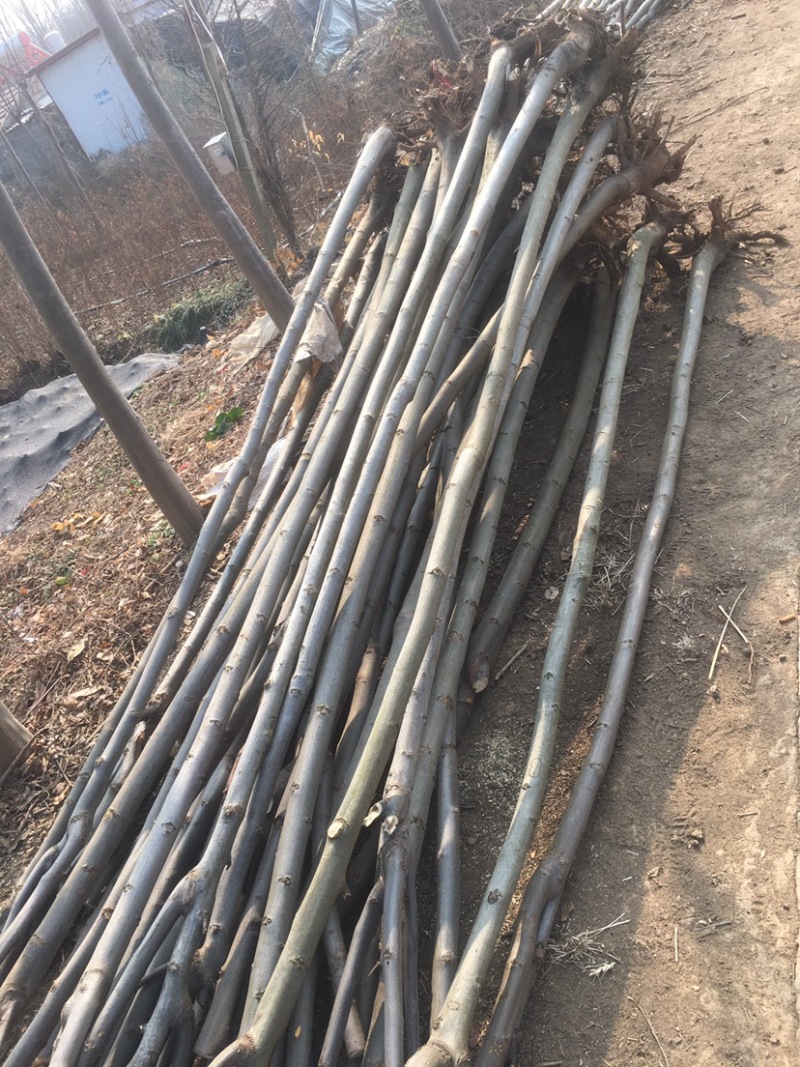 栾树5公分。各种规格。工程绿化苗子栾树