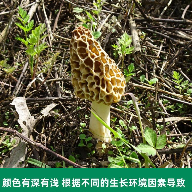 新货天然野生羊肚菌羊肚蘑菇