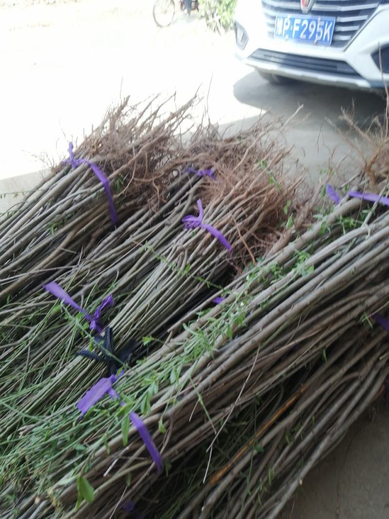 【热卖】不分品种成品桃树苗：自己家苗圃基地培育的苗子