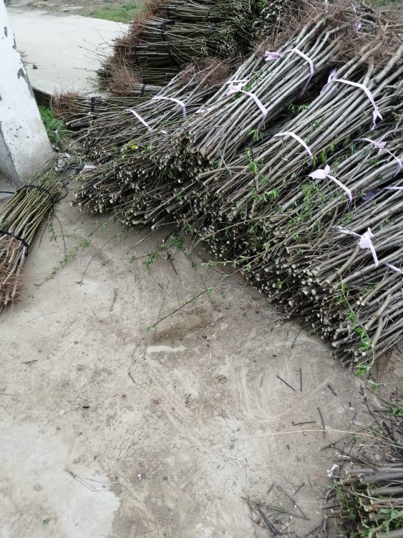 【热卖】不分品种成品桃树苗：自己家苗圃基地培育的苗子
