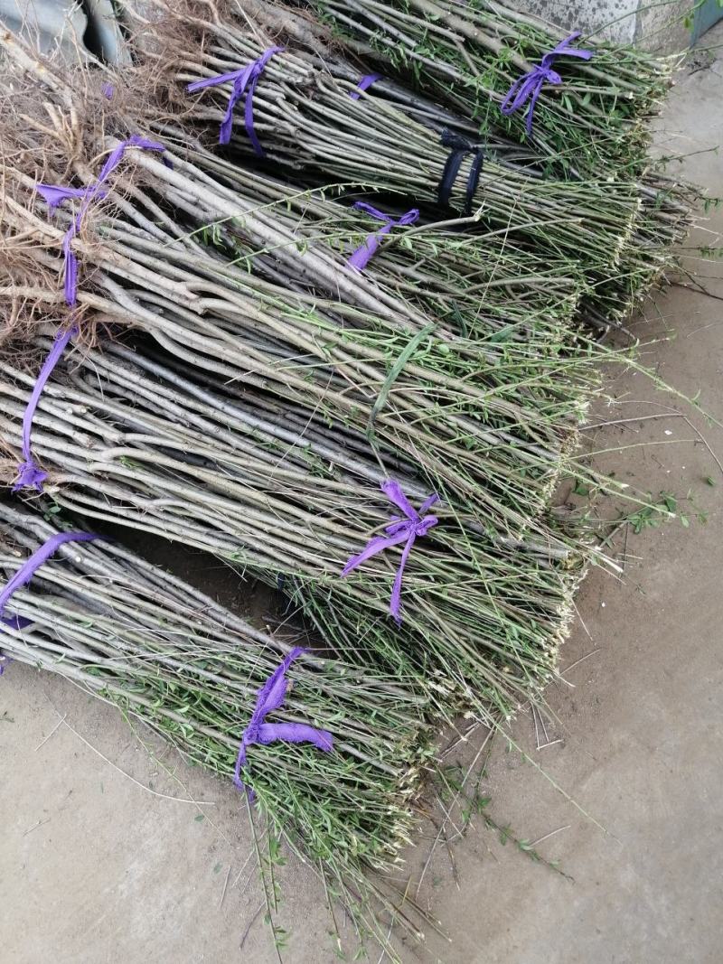 【热卖】不分品种成品桃树苗：自己家苗圃基地培育的苗子