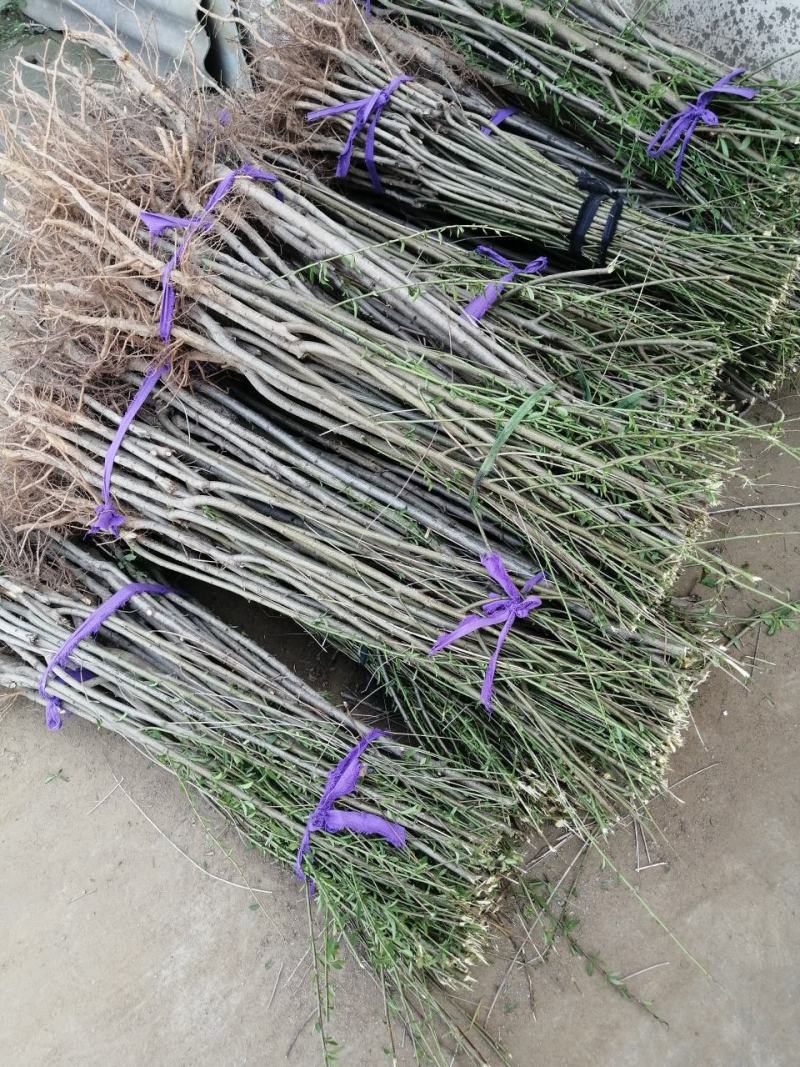 【热卖】不分品种成品桃树苗：自己家苗圃基地培育的苗子