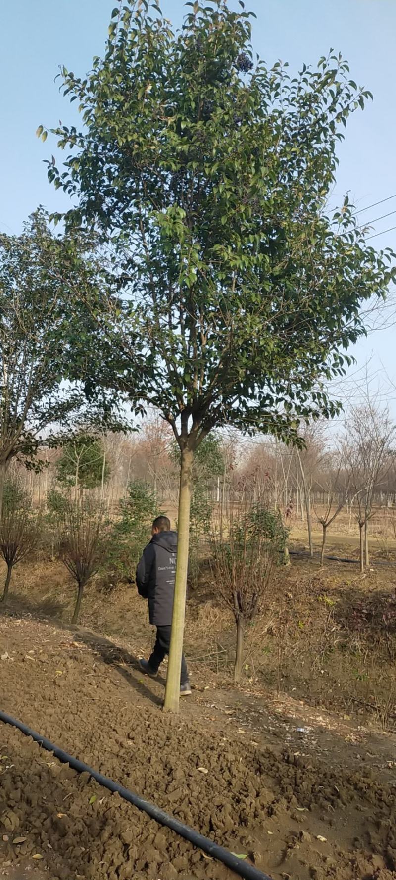 大叶女贞江苏沭阳县基地大量供应无中介商赚差价。