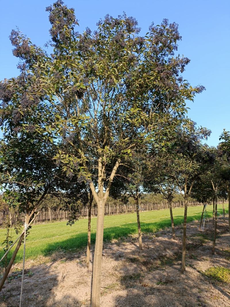 大叶女贞江苏沭阳县基地大量供应无中介商赚差价。