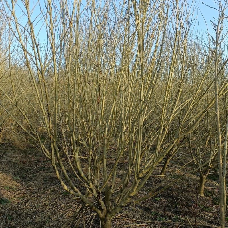 木槿江苏省沭阳县基地大量供应无中介商赚差价
