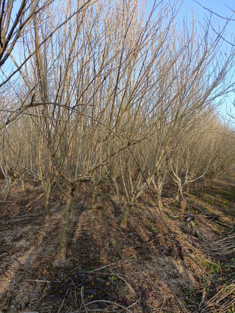 木槿江苏省沭阳县基地大量供应无中介商赚差价