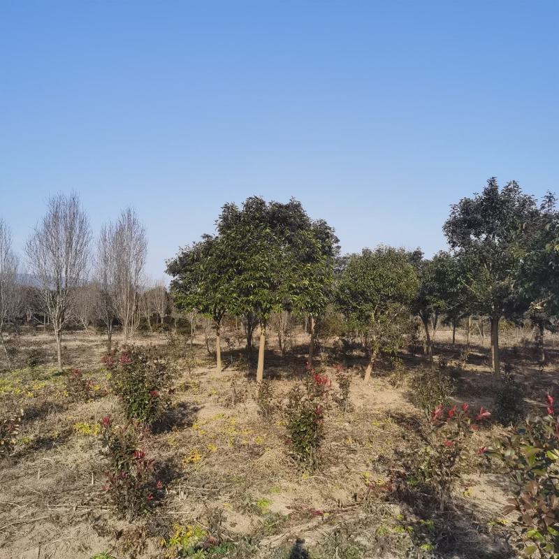 大叶女贞沭阳本地货无中间商有需要联系我！