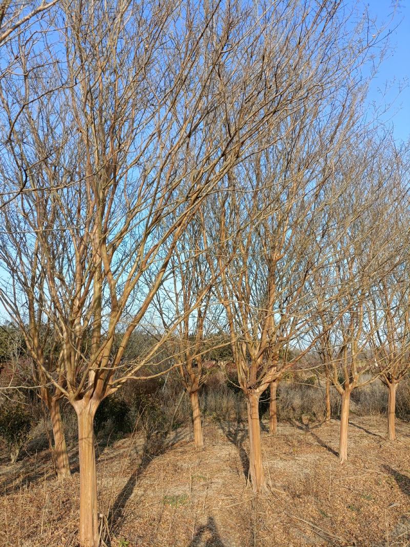 紫薇江苏省沭阳县基地大量供应无中介商赚差价。