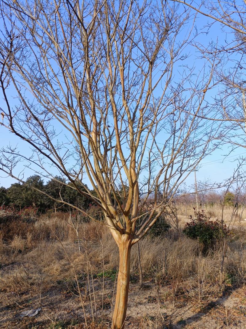 紫薇江苏省沭阳县基地大量供应无中介商赚差价。