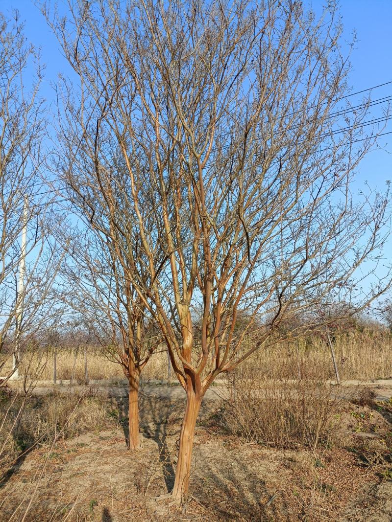紫薇江苏省沭阳县基地大量供应无中介商赚差价。