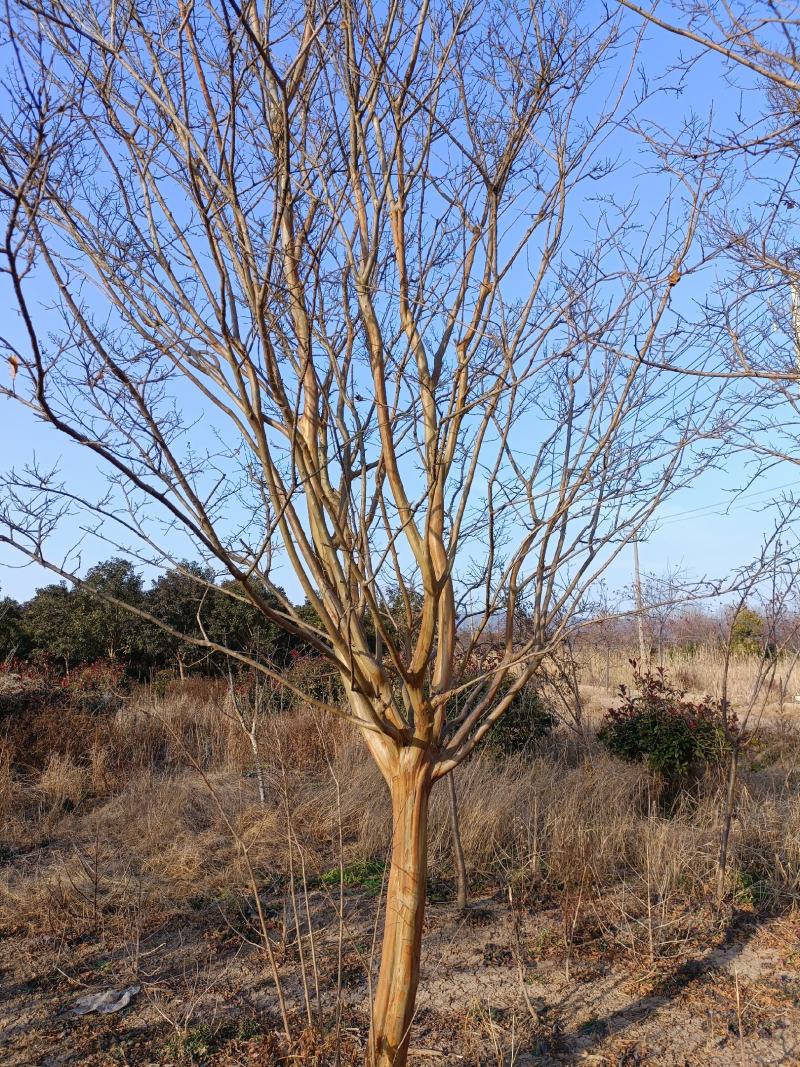 紫薇江苏省沭阳县基地大量供应无中介商赚差价。