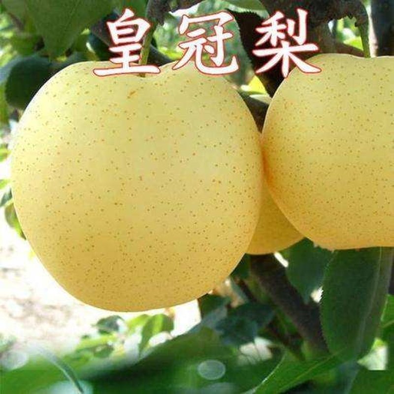 皇冠优系梨树苗，自己家苗圃基地培育的品种梨树苗