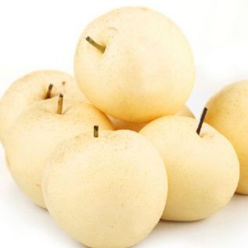 皇冠优系梨树苗，自己家苗圃基地培育的品种梨树苗