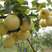 皇冠优系梨树苗，自己家苗圃基地培育的品种梨树苗
