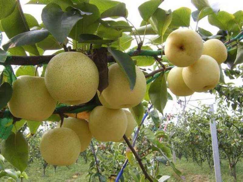 皇冠优系梨树苗，自己家苗圃基地培育的品种梨树苗