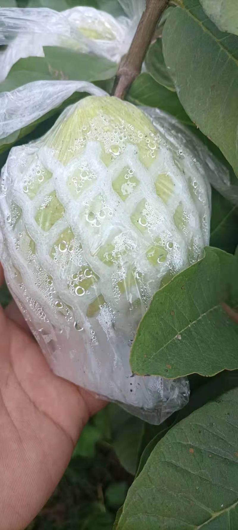 番石榴（脆甜可口的岭南水果）