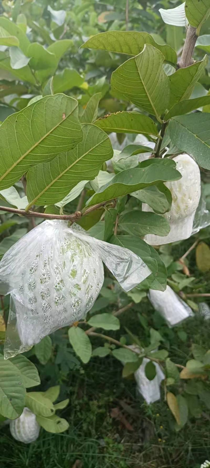番石榴（脆甜可口的岭南水果）