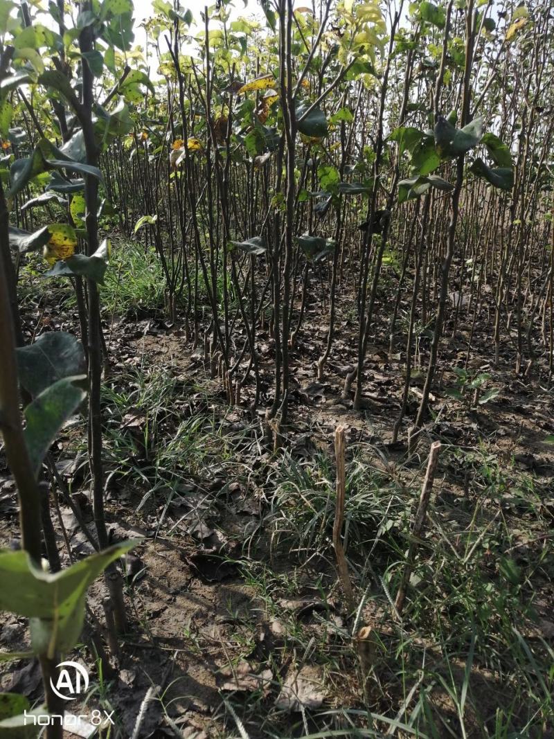 皇冠优系梨树苗，自己家苗圃基地培育的品种梨树苗