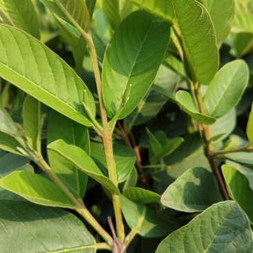 珍珠番石榴苗，西瓜红番石榴苗，红宝石番石，免费技术指导。