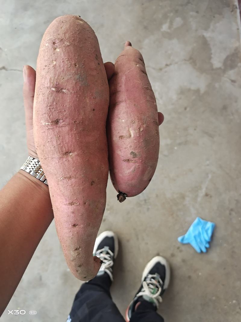大量供应龙薯九中高低档红薯，另有烟薯25西瓜红等等