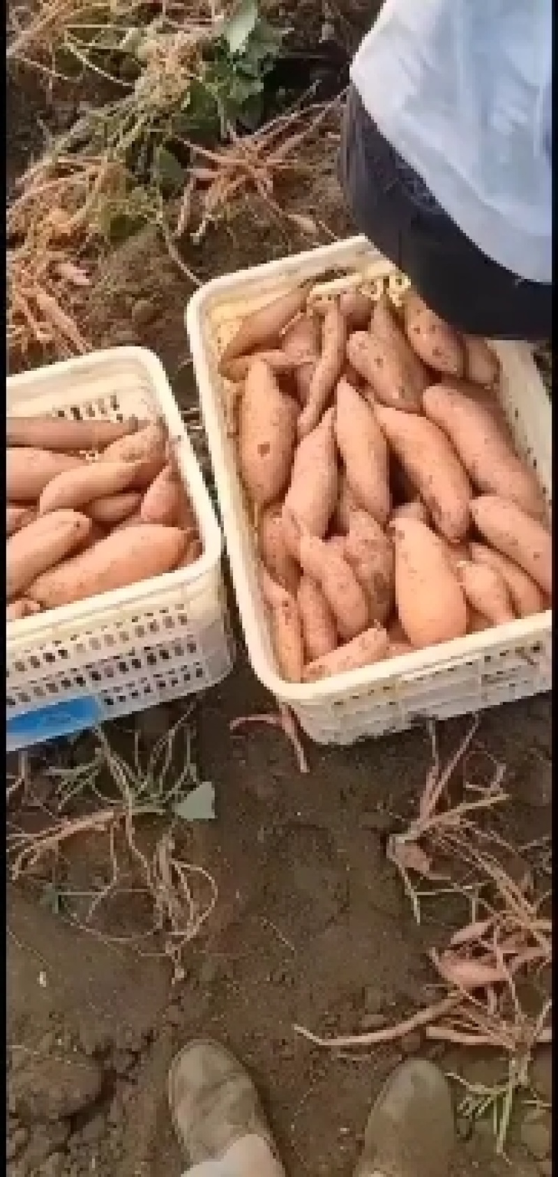 大量供应龙薯九中高低档红薯，另有烟薯25西瓜红等等