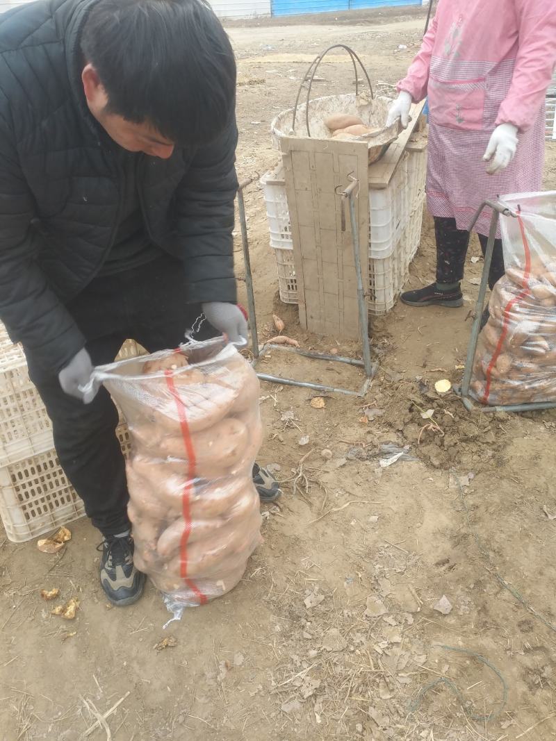 大量供应龙薯九中高低档红薯，另有烟薯25西瓜红等等