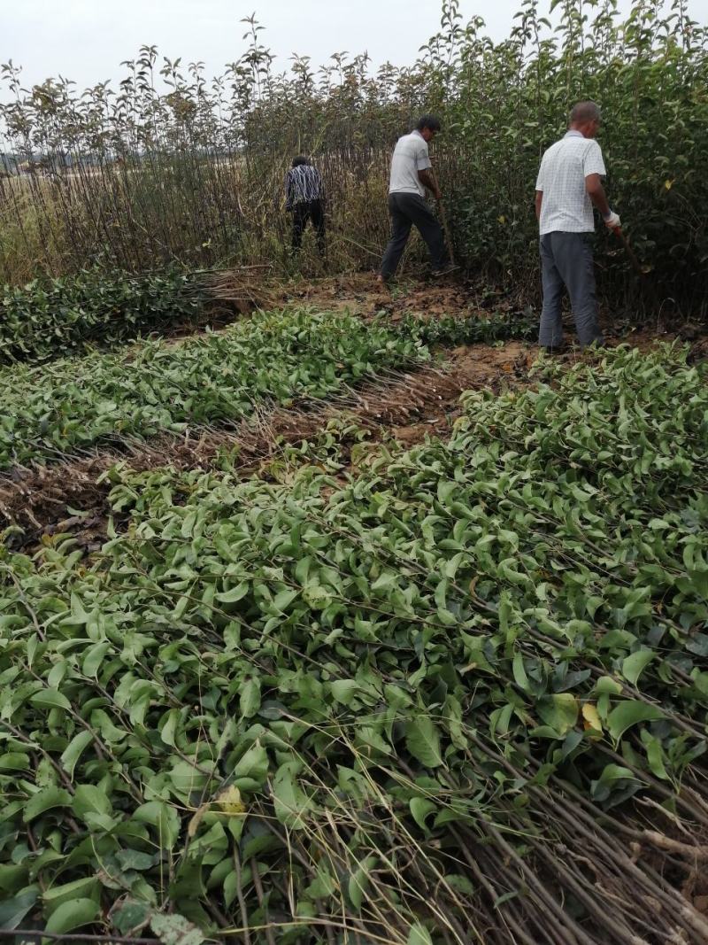 皇冠优系梨树苗，自己家苗圃基地培育的品种梨树苗