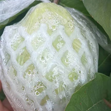 番石榴(脆甜可口的岭南水果)