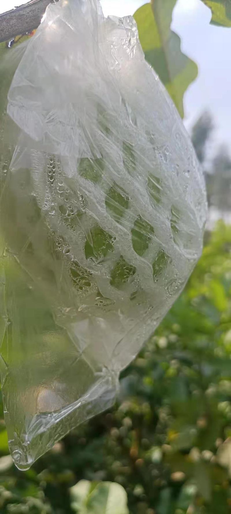 番石榴(脆甜可口的岭南水果)