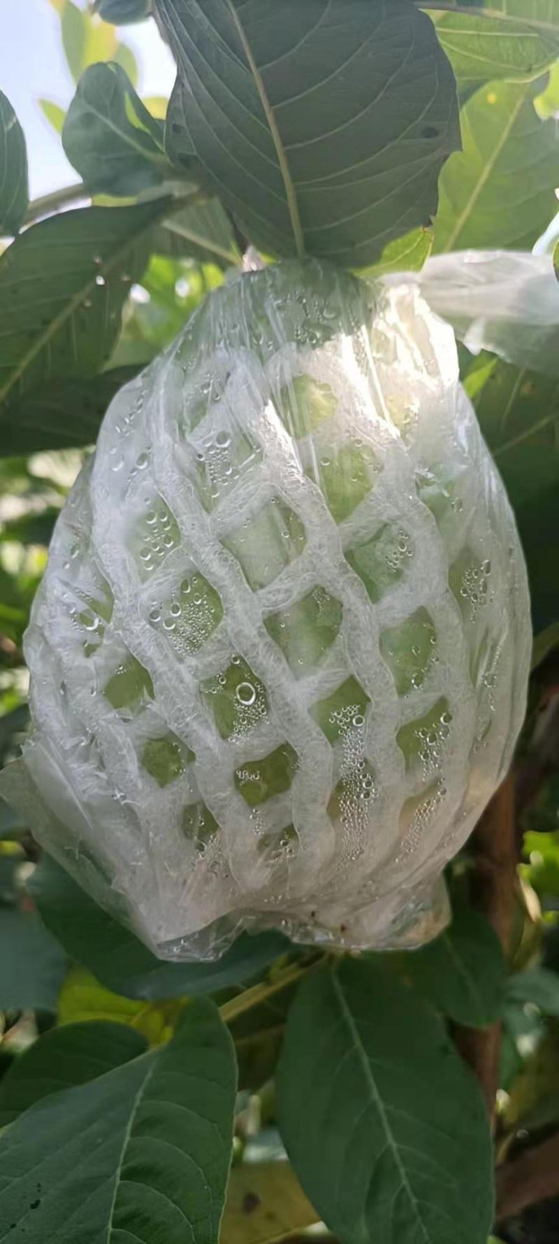 番石榴(脆甜可口的岭南水果)