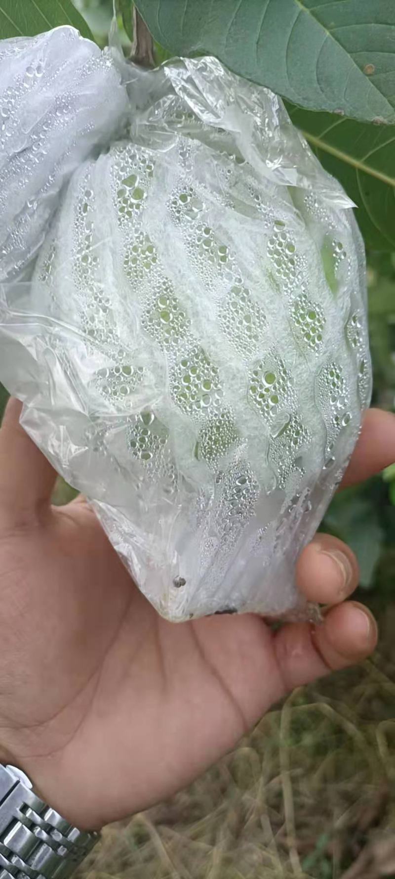 番石榴(脆甜可口的岭南水果)