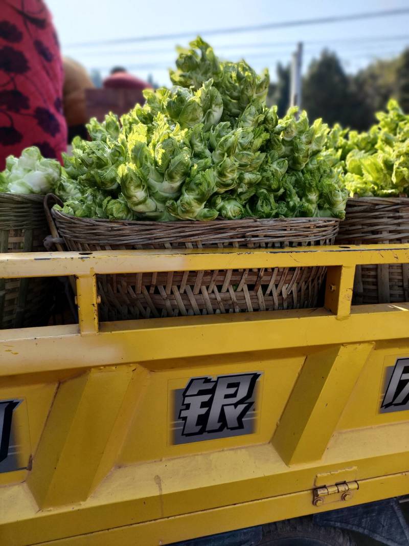 儿菜，小心儿多质量很好是最近几年发展起来的优质蔬菜品种。