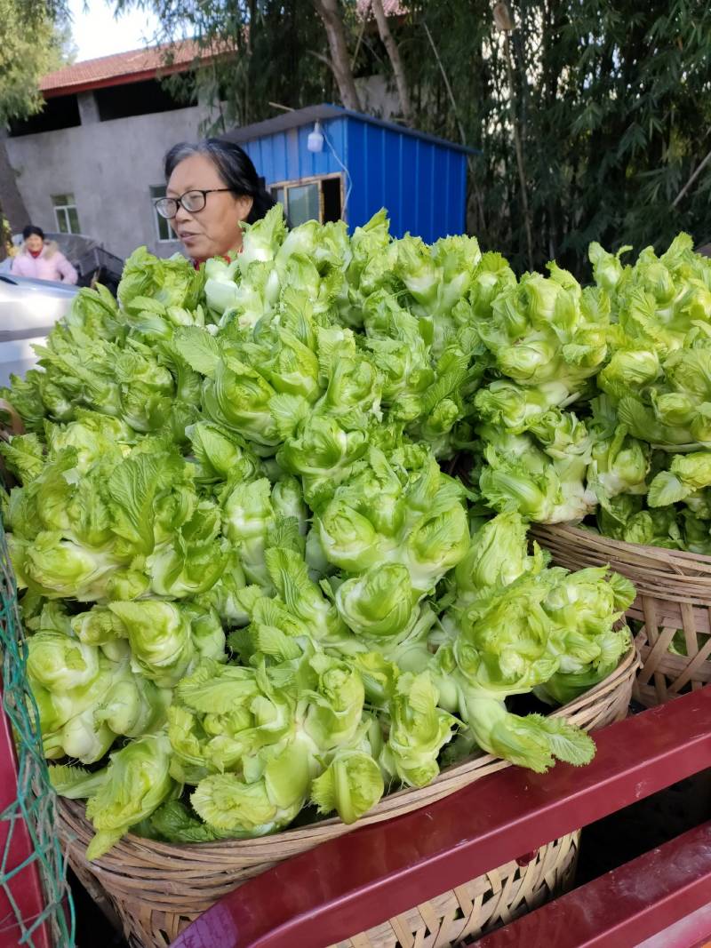 儿菜，小心儿多质量很好是最近几年发展起来的优质蔬菜品种。